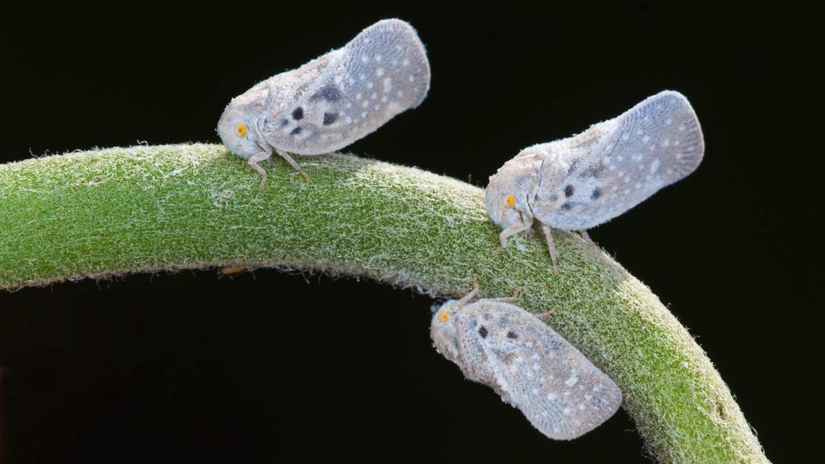 Białe skoczki (Metcalfa pruinosa) są zagrożeniem dla ogrodów