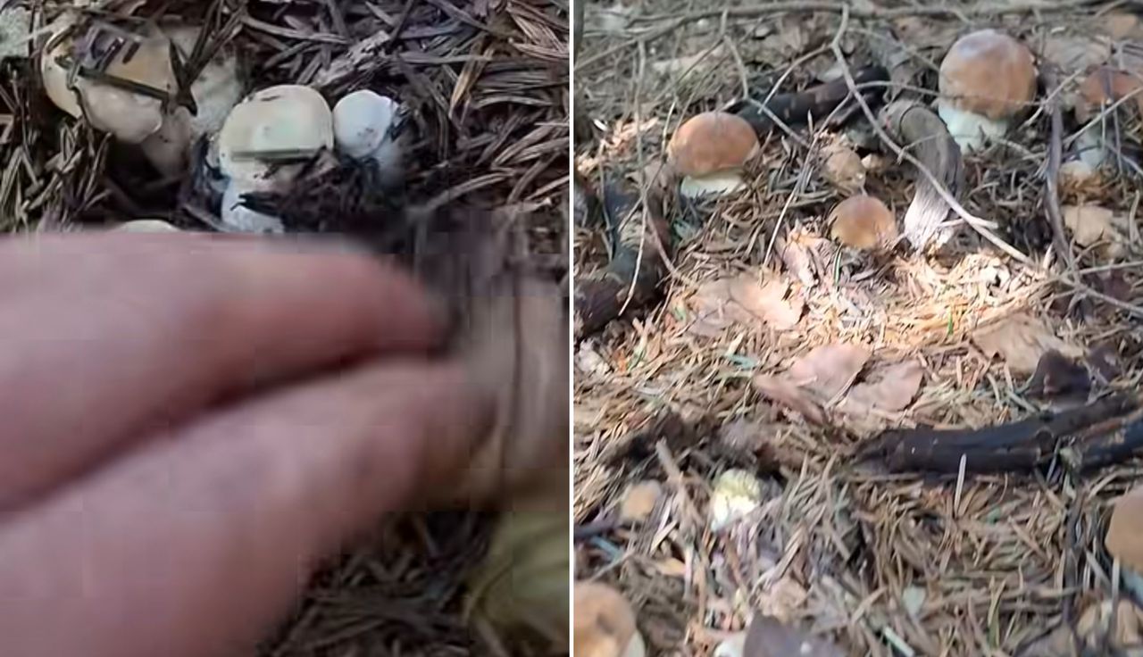 Leśnik tylko przegarniał ściółkę. "Coś niesamowitego"