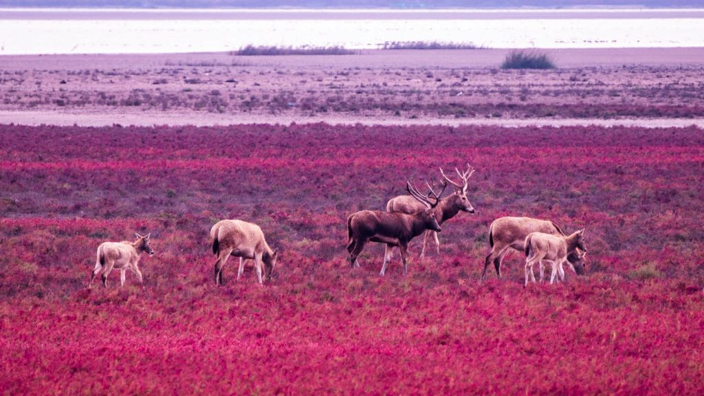 Dzikie jelenie chorują na COVID-19 