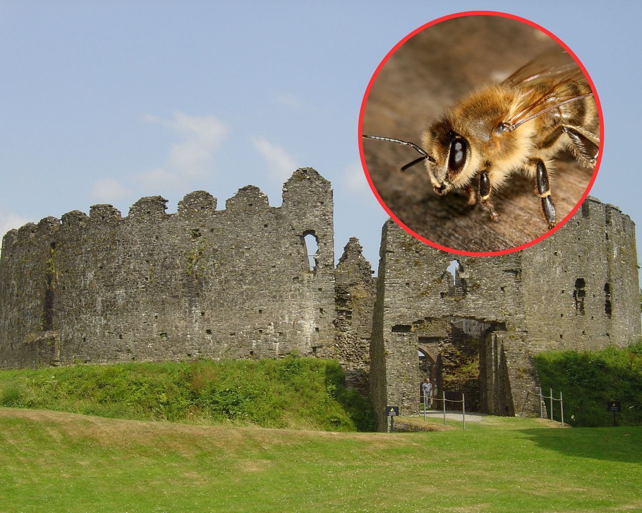 Pszczoły zamknęły zamek. Są nadaktywne