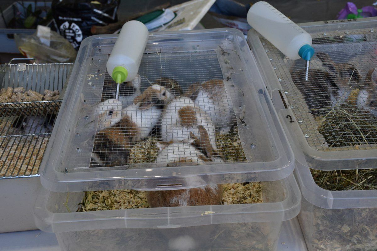 22.11.2025r. Egzotyczne pająki, kolorowe jaszczurki, węże, żaby, a także żółwie i wiele innych można podziwiać podczas Exoticarium - Targów Terrarystycznych, które przez cały weekend odbywają się w hali lekkoatletycznej Ośrodka Rehabilitacji i Rekreacji w Kaliszu