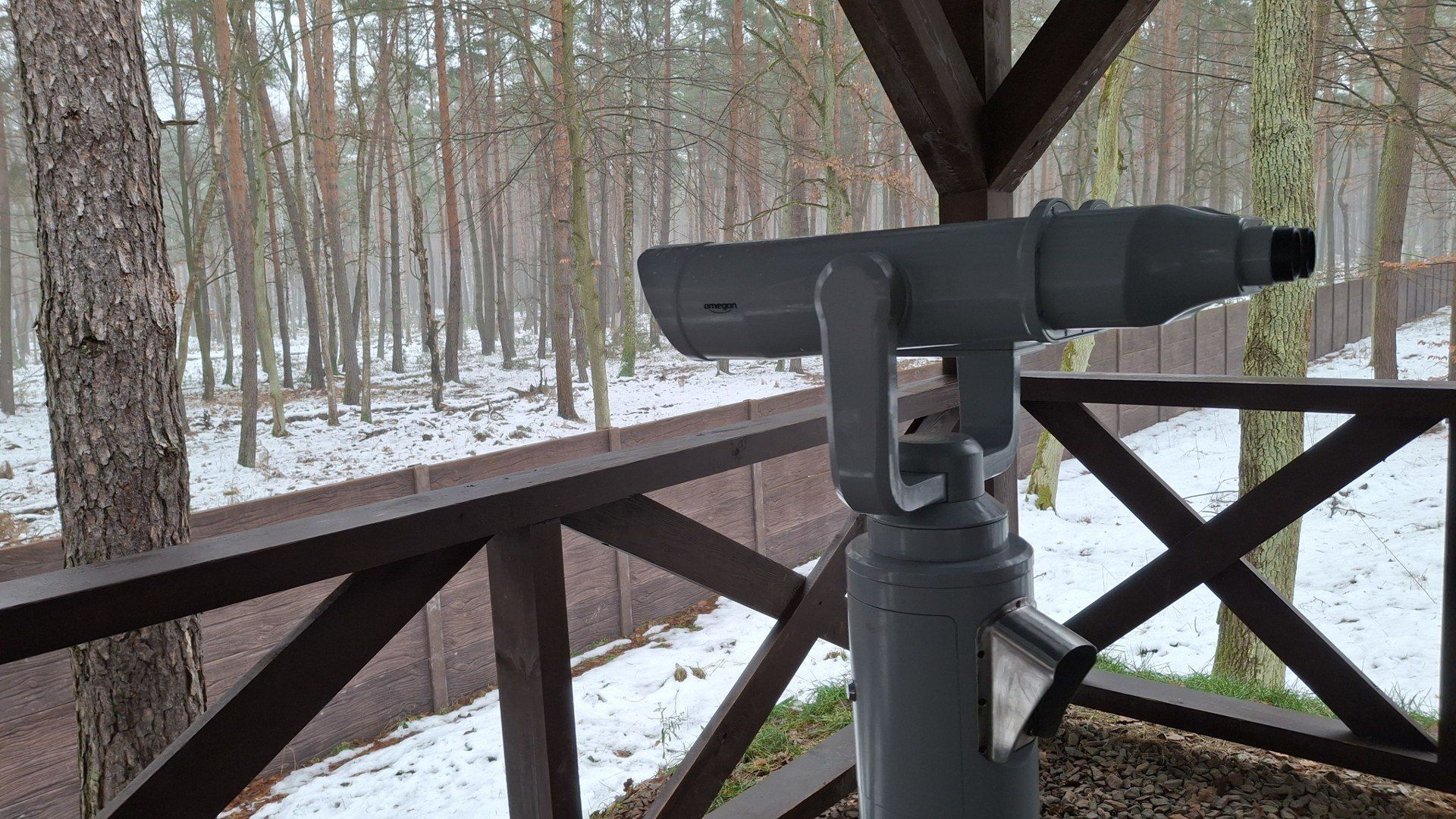 Tutaj żyją żubry. Wyjątkowe miejsce w sercu Puszczy Niepołomickiej