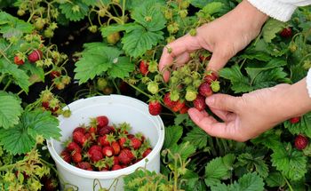 Nikt nie chce zbierać truskawek. Plantatorzy mają coraz większy problem