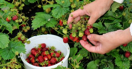 Nikt nie chce zbierać truskawek. Plantatorzy mają coraz większy problem