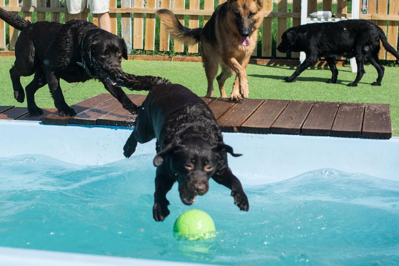 W ciepłe dni psy uwielbiają harce w basenie