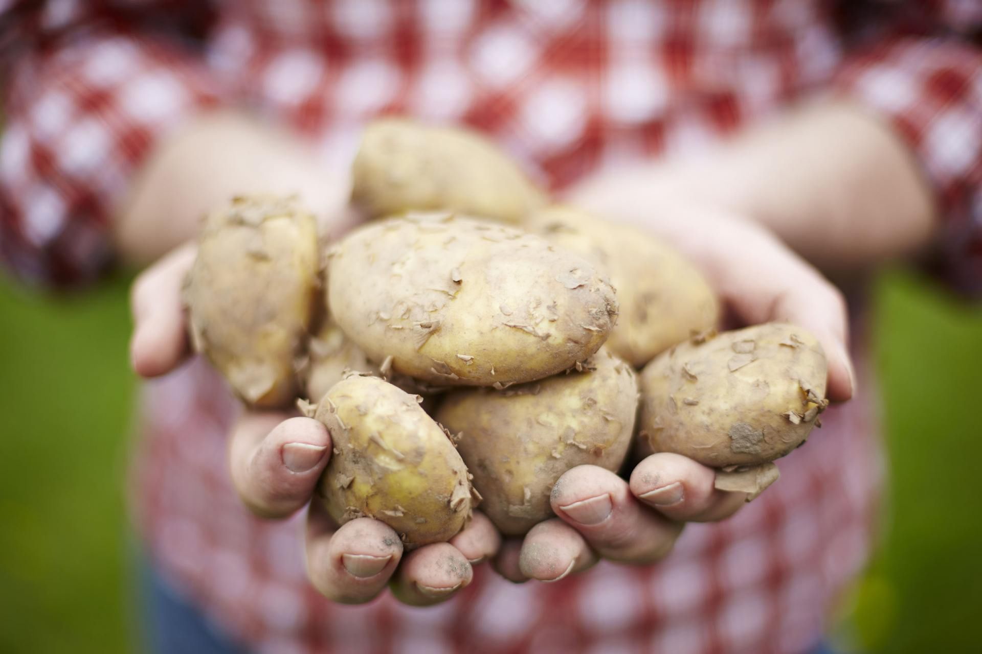 Zwykłe ziemniaki i bataty znacznie różnią się składem