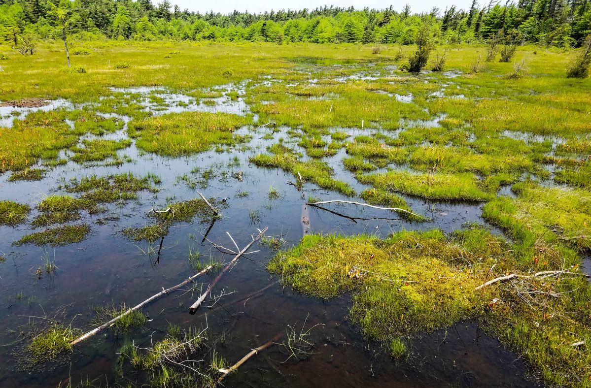 Microalgae in peatlands: An overlooked climate ally