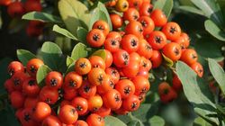 Jarząb pospolity - opis, odmiany, właściwości i zastosowanie