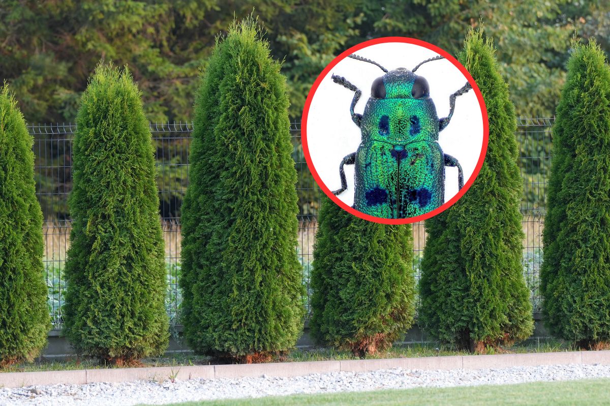 "Uwaga, groźny owad". Wytnij i spal tuję, gdy go na niej zauważysz