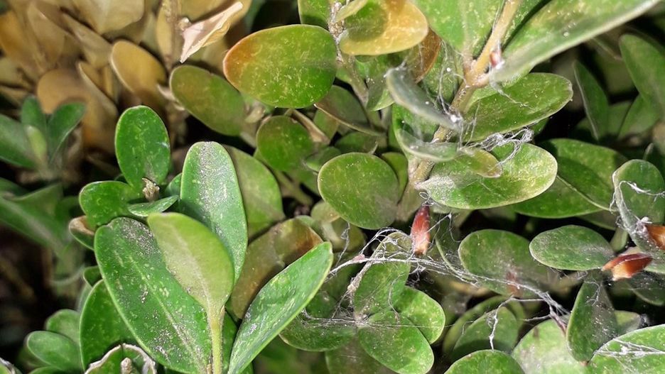 Wrocław. Ćma bukszpanowa zaatakowała miasto. Trwają opryski