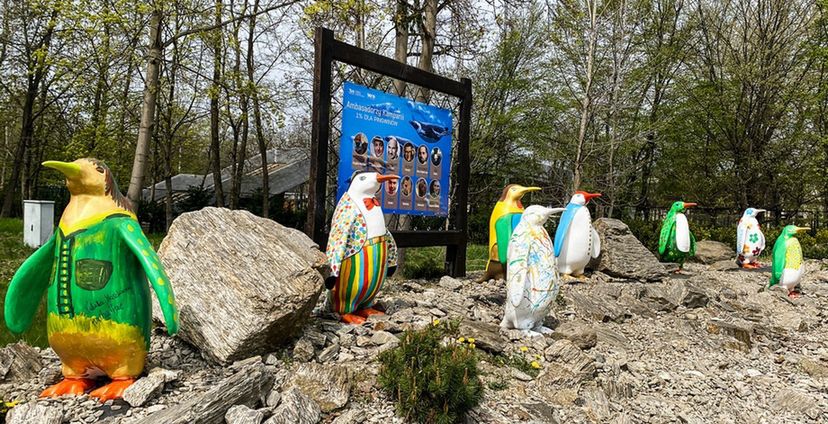 Wrocław. Pingwinia Aleja Gwiazd w ZOO. Malowały je gwiazdy