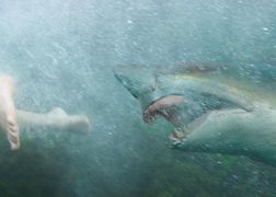 National Geographic Wild HD Atak rekina: przyczyny