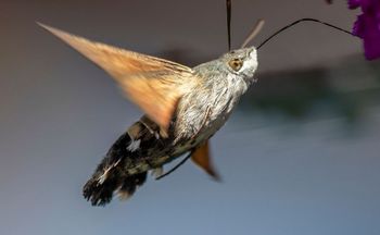 Docierają do Polski. Gdy się zbliżą, zachowaj spokój