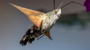 Docierają do Polski. Gdy się zbliżą, zachowaj spokój