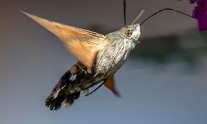 Docierają do Polski. Gdy się zbliżą, zachowaj spokój