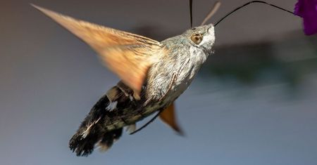 Docierają do Polski. Gdy się zbliżą, zachowaj spokój