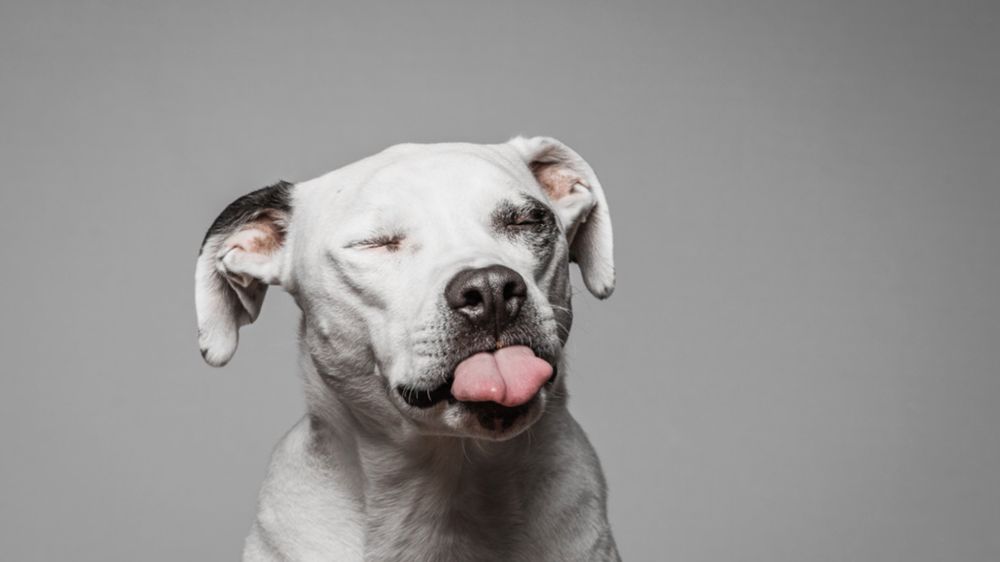 Greg Murray pokazuje jaka radość tkwi w każdym psie 1