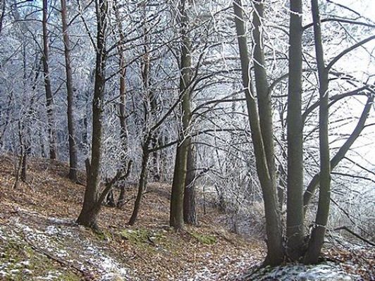 Obraz