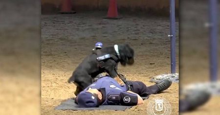 Policyjny pies „Poncho” hitem sieci. Ratuje człowieka [WIDEO]