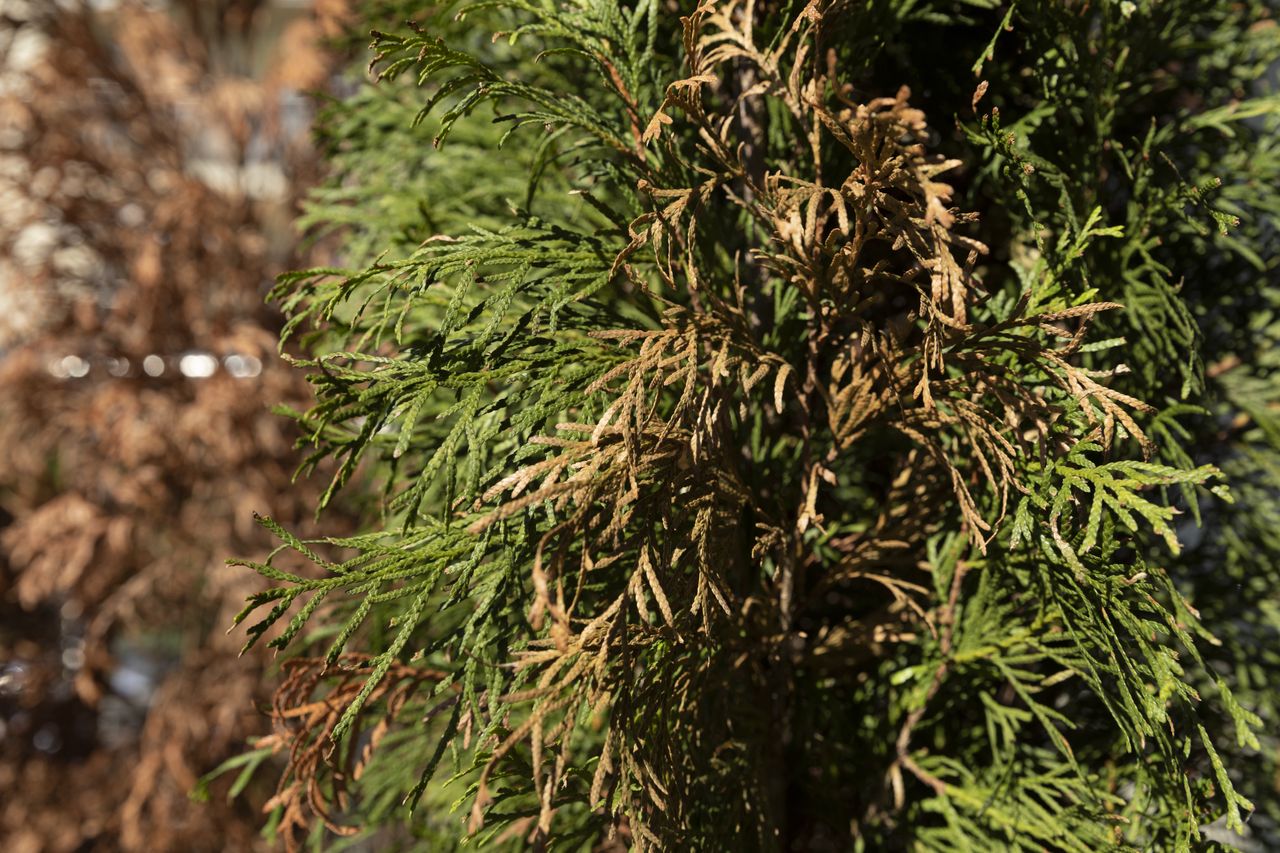 Protecting thuja for winter: Essential care tips for gardeners