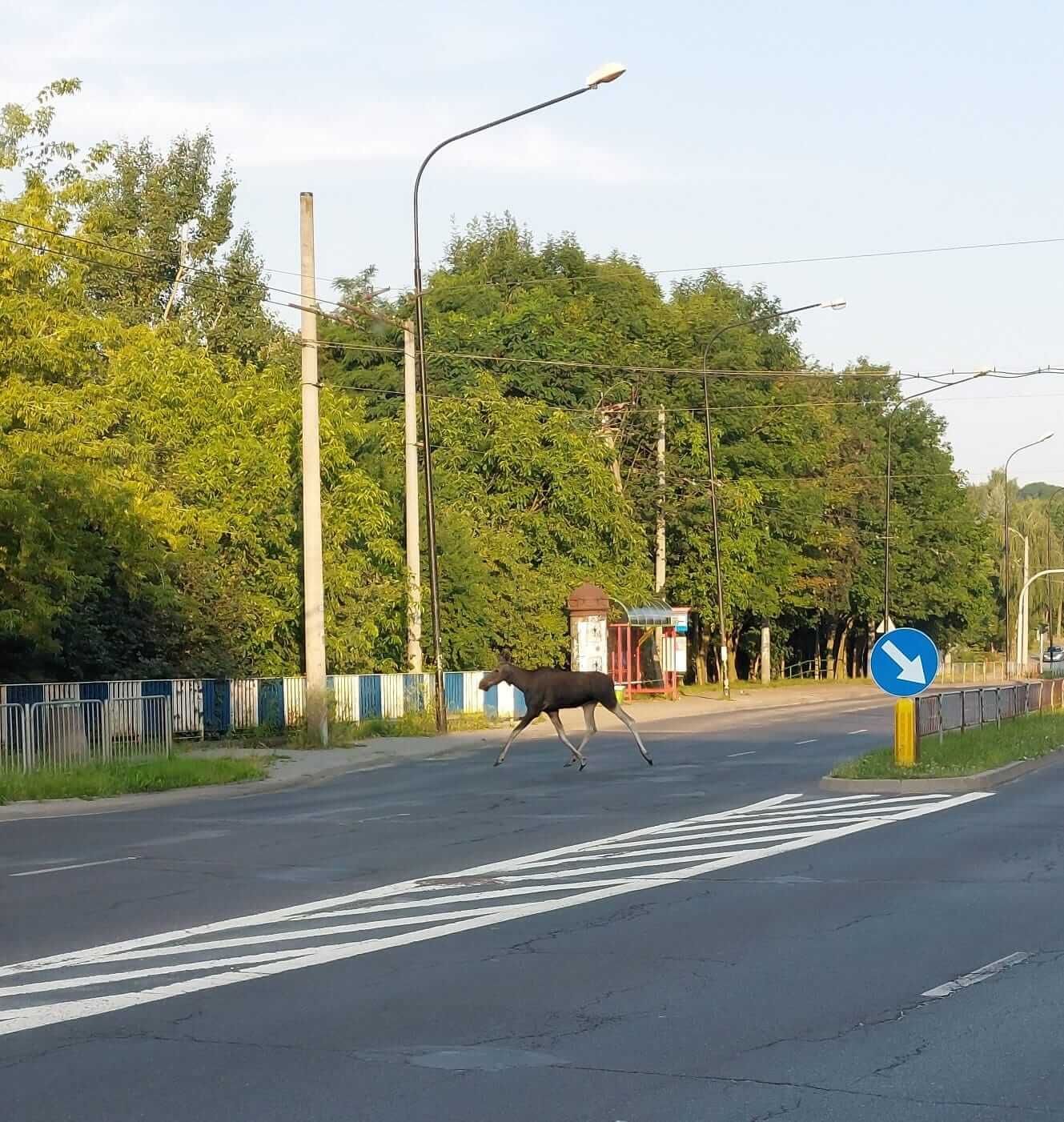 Łoś widziany na ul. Orkana w Lublinie