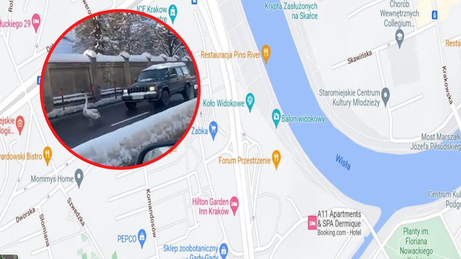 Łabędź zakorkował ulicę. "Nie przekraczał dozwolonej prędkości". Jest nagranie