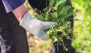 Niemcy płacą krocie. W Polsce rośnie jako chwast