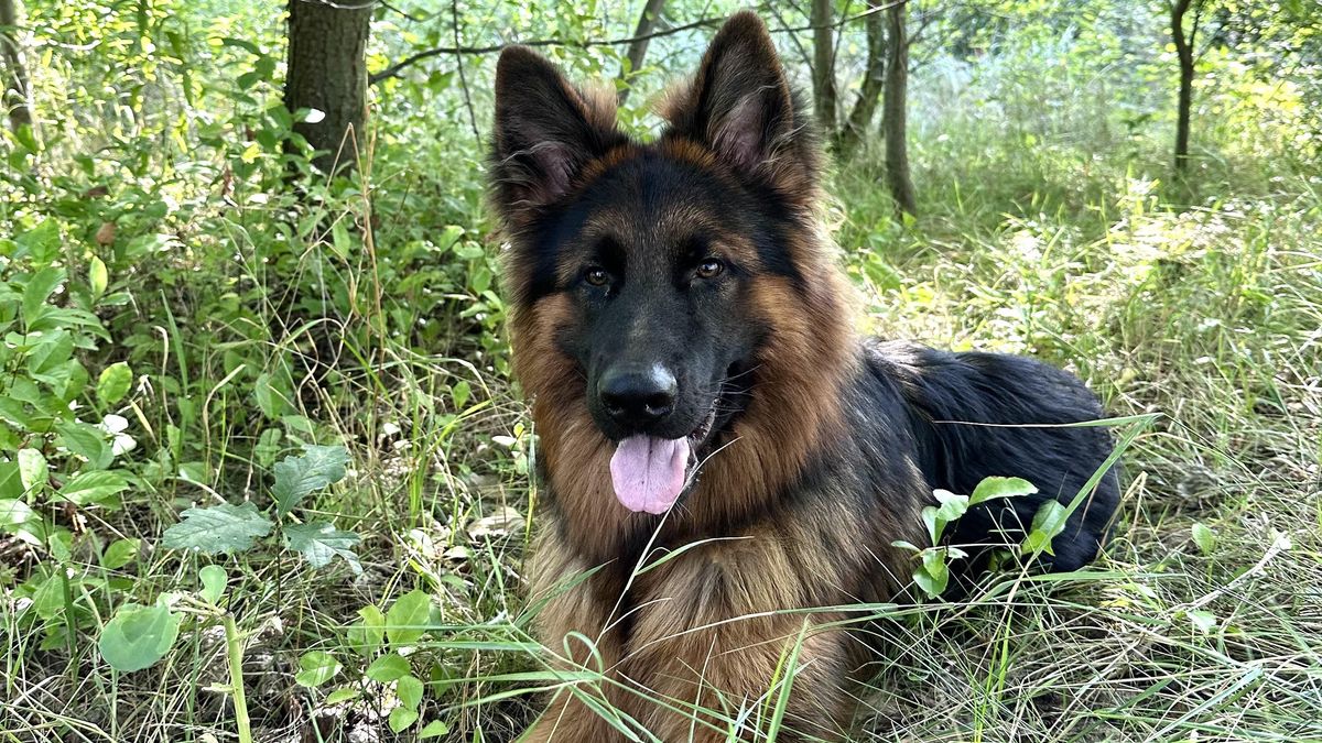 Owczarek niemiecki pies szczeniak