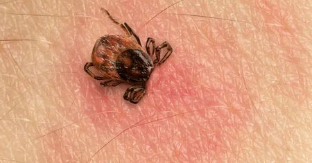 Harcerz z Poznania miał 62 kleszcze na ciele