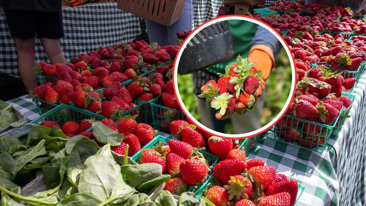 O której najlepiej kupować truskawki? Sprzedawcy zdradzają