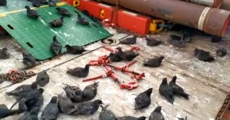 Setki ptaków uwięzione na statku towarowym. Trafiły tam przez pomyłkę