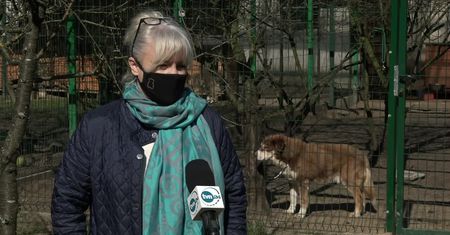 B. senator PiS ciągnął psa za samochodem. OTOZ Animals zażąda najwyższej przewidzianej prawem kary.