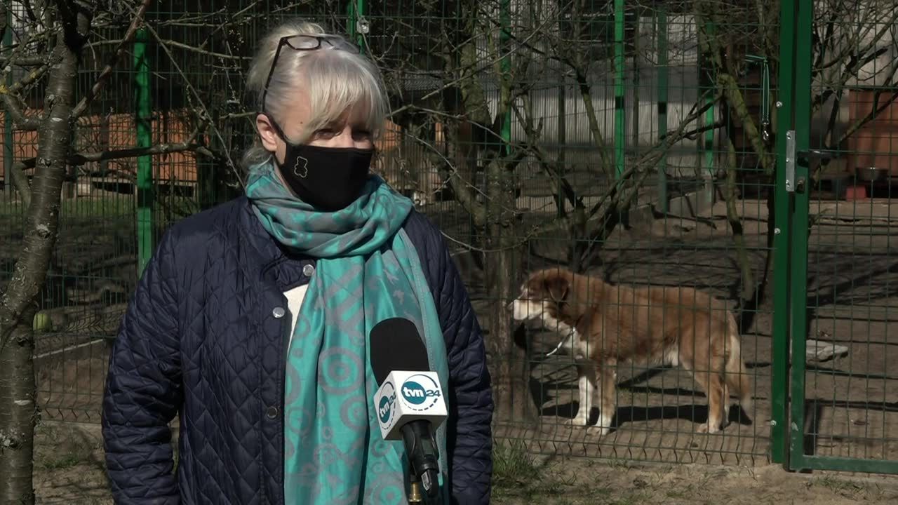 B. senator PiS ciągnął psa za samochodem. OTOZ Animals zażąda najwyższej przewidzianej prawem kary.