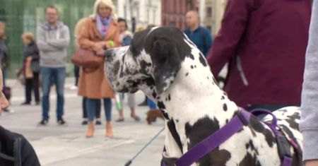 Czworonogi czekają na adopcję. Parada psów we Wrocławiu.
