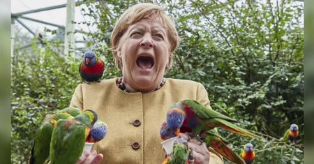 A. Merkel karmiła papugi, jedna z nich ją dziobnęła. Już jutro wybory do Bundestagu