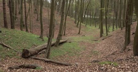 Lasy Państwowe wycofują się ze stosowania certyfikowanej wycinki drzew. Prezydenci trójmiejskich miast apelują o zmianę decyzji