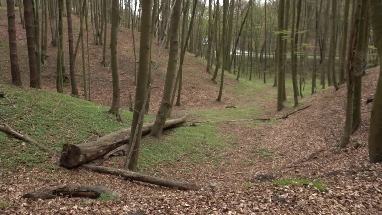 Lasy Państwowe wycofują się ze stosowania certyfikowanej wycinki drzew. Prezydenci trójmiejskich miast apelują o zmianę decyzji