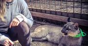 Puma Nubia nie wróci już do byłego właściciela? “To jest dramatycznie skrzywdzone zwierzę”