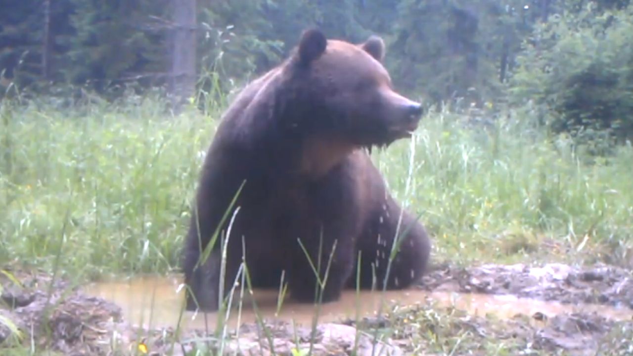 Niedźwiedź znalazł sposób na upał. Fotopułapka wszystko nagrała