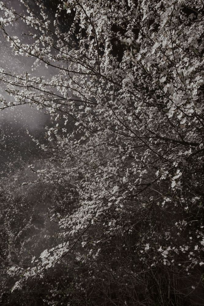 Piękno XIX-wiecznych obrazów natury przeniesione na pole fotografii w projekcie "Blossom" 6