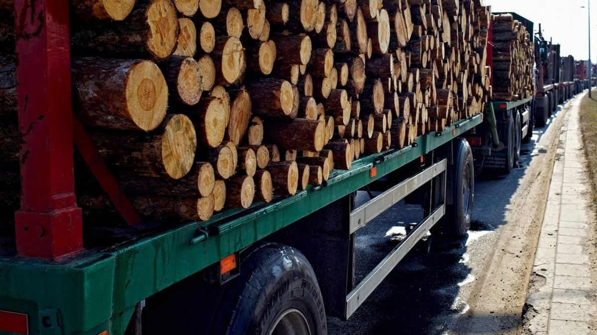 Ciężarówki z drewnem rozjeżdżają polskie drogi.