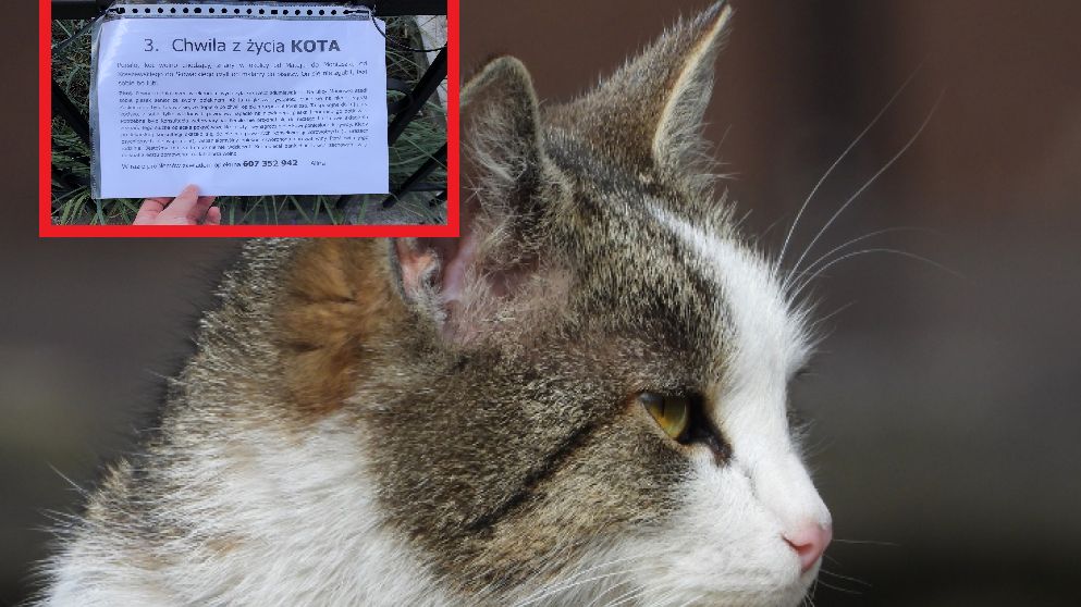 Kot Persilo zaatakował psa