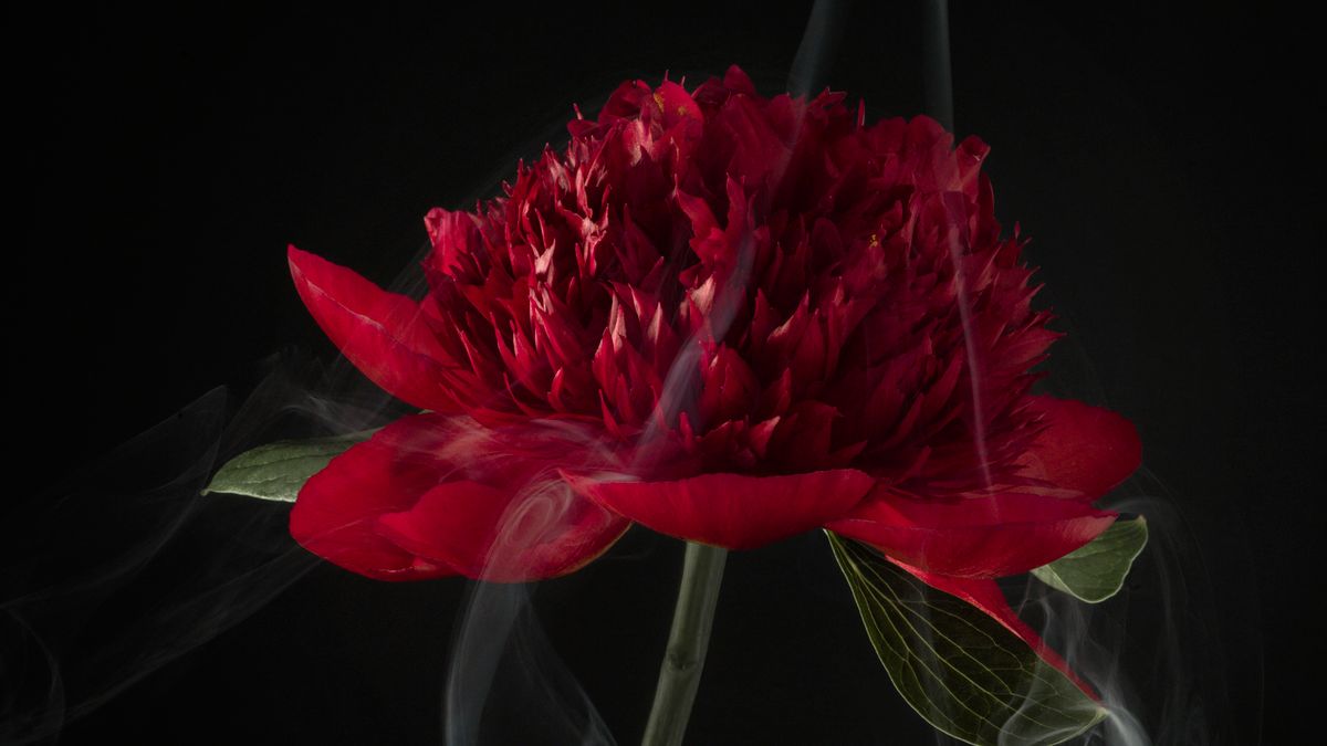 Delikatne i piękne kwiaty na fotografiach Roberta Peeka 1