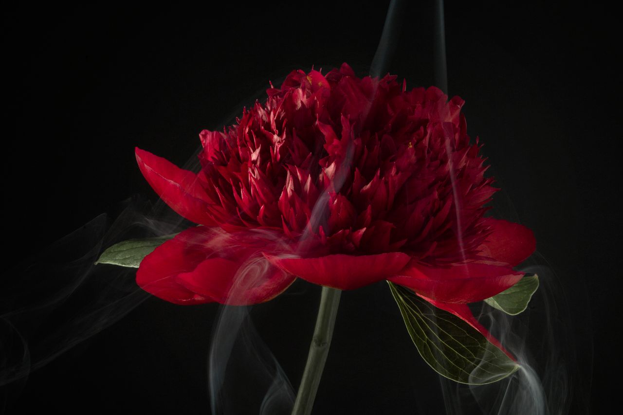 Delikatne i piękne kwiaty na fotografiach Roberta Peeka