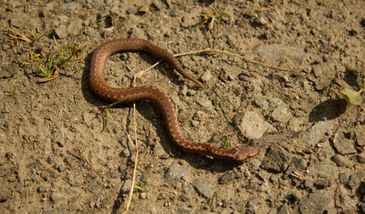 Kolejny turysta ukąszony przez żmiję. Jeszcze chwila i byłoby za późno