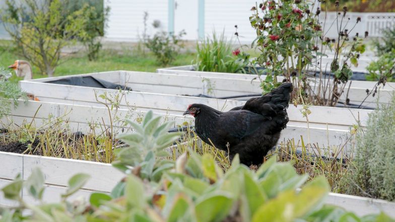 Forgotten Fields Farm Wojciecha Modesta Amaro