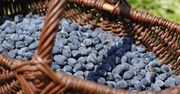 Rolnicy zapraszają na samozbiory. Wiemy, ile chcą za kilogram jagody kamczackiej
