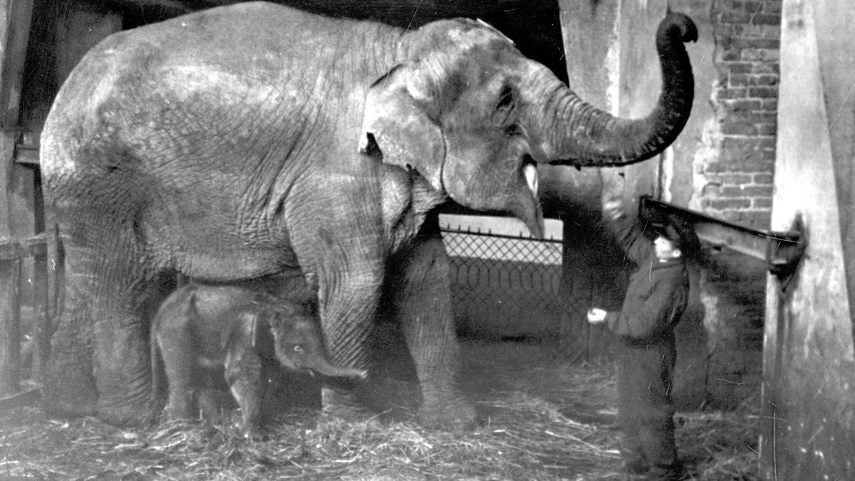 Poznaj losy Warszawskiego zoo. Istnieje już 91 lat i odegrało ważną rolę w historii 1