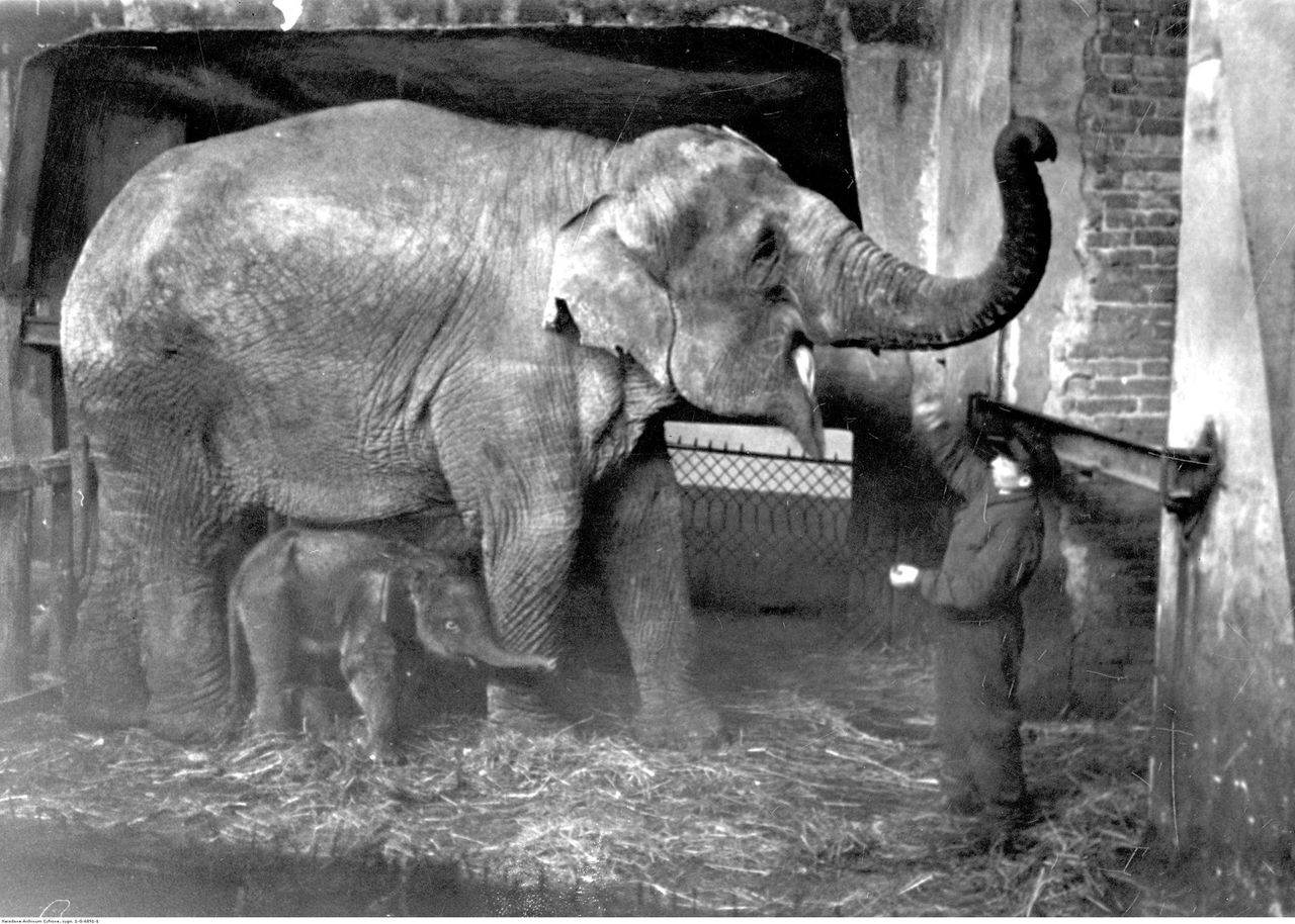 Poznaj losy Warszawskiego zoo. Istnieje już 91 lat i odegrało ważną rolę w historii