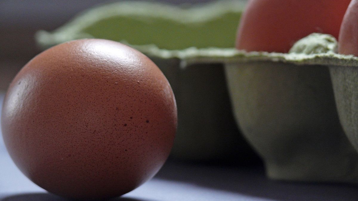 Fipronil, w przypadku spożycia znacznych ilości, może być szkodliwy dla nerek, wątroby i tarczycy.